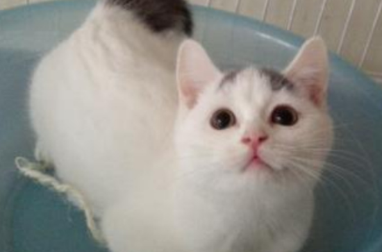 净梵猫是什么品种 净梵猫是什么品种