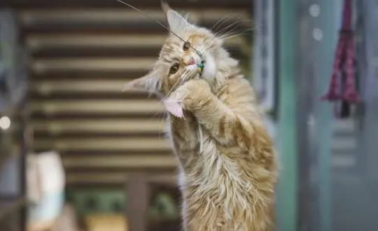 自制逗猫棒需要什么材料