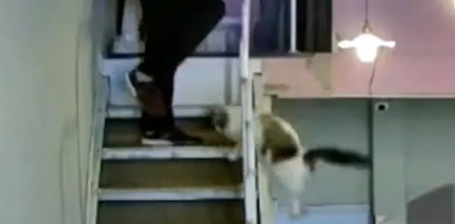 猫咖店遭暴力事件，竟因为这个原因！