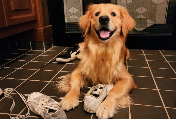 这只黄金猎犬有个怪癖,它到底在闻什么? 这只黄金猎犬有个怪癖,它到底在闻什么?