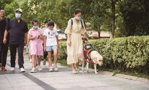 “社牛”导盲犬菲菲，帮助主人战胜“社恐”