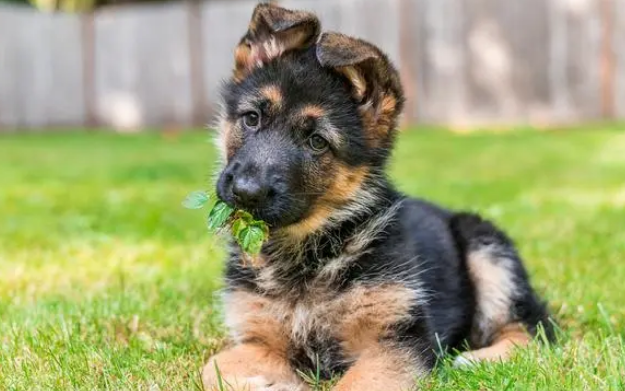 德牧犬小狗多少钱一只
