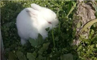 温暖的动物是什么生肖