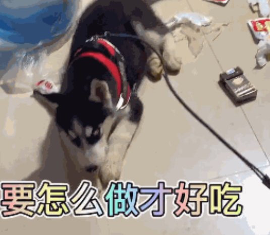 当哈士奇成为警犬，警察蜀黍：我真的后悔了！