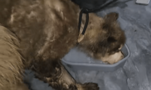 主人拿不出500块钱，身处宠物店的阿拉斯加犬活得还不如一条流浪狗