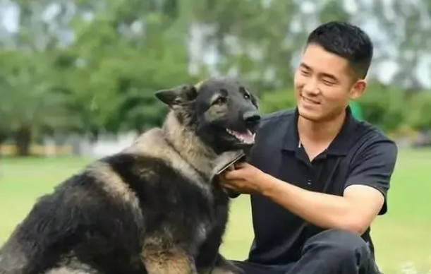 对狗狗比谈女朋友还上心？训导员和警犬的故事感动无数人