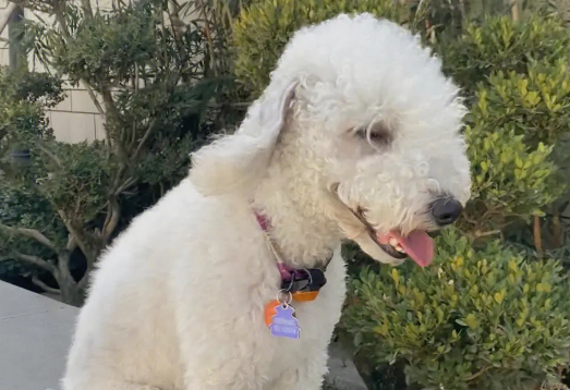 贝灵顿梗好养吗 是作为高级宠物犬的最佳选择