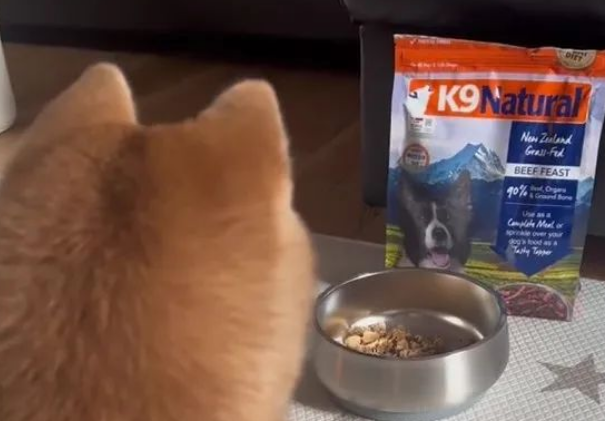柴犬绝食急坏主人,结果网友一句话点醒主人! 柴犬绝食急坏主人,结果网友一句话点醒主人!