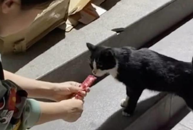 本喵叫兔兔喂的猫条 本喵叫兔兔喂的猫条