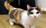 最粘人的猫排名第一