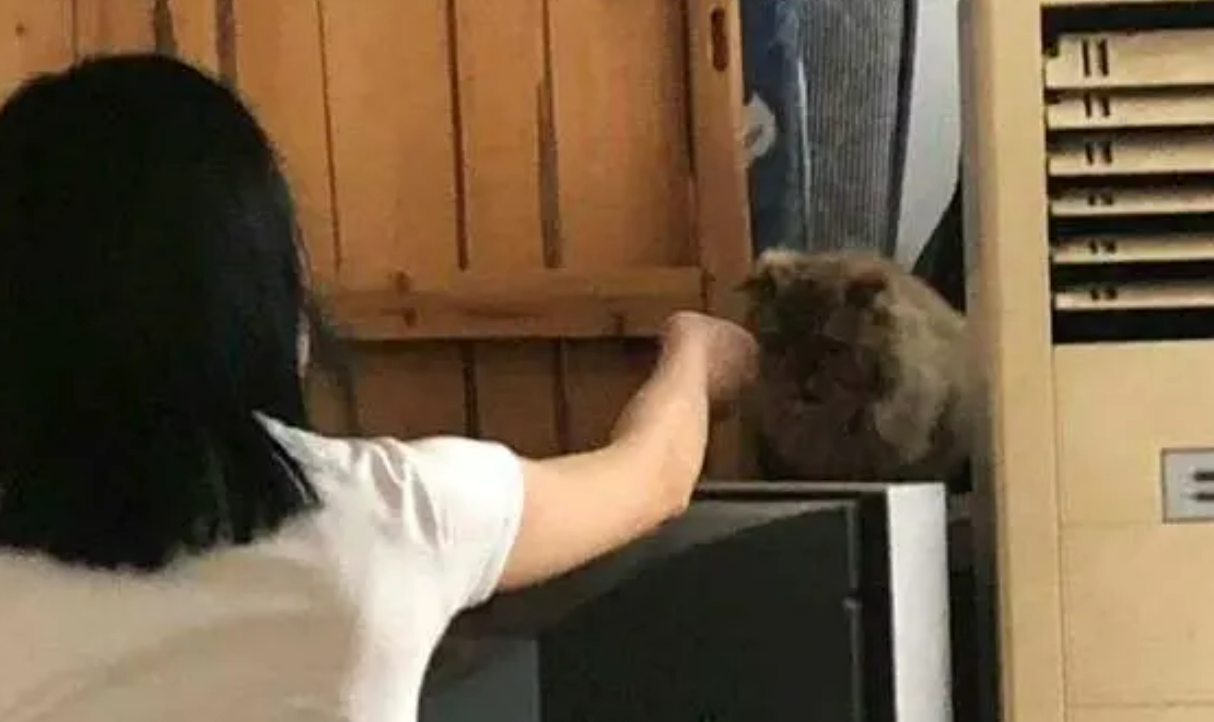 金渐层变“灰渐层”，价值上万的宠物猫走失一月后寻回