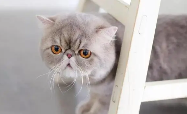 猫价格一览表2023 猫价格一览表2023