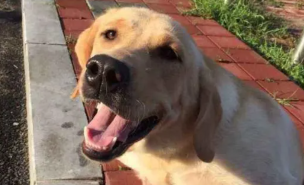 小羊刚出生就失去妈妈 热心黄金猎犬主动照顾 小羊刚出生就失去妈妈 热心黄金猎犬主动照顾