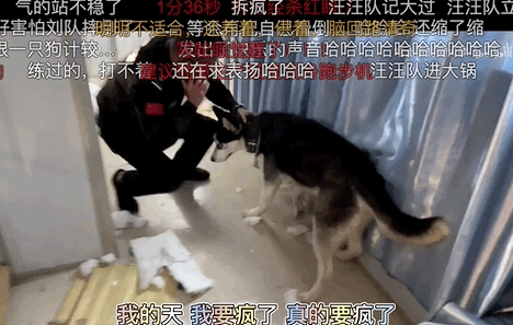 把哈士奇训练成警犬,我崩溃了 把哈士奇训练成警犬,我崩溃了