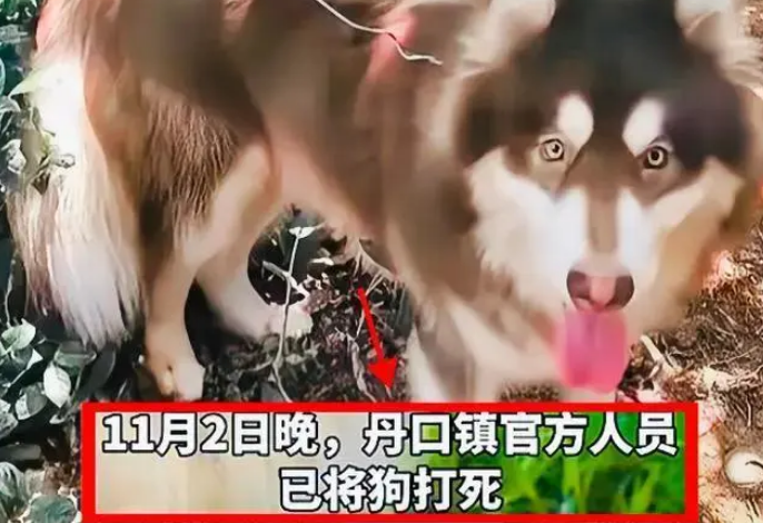 回顾：闹大了！10岁男孩被猎犬咬进ICU，血肉模糊！狗主人该如何？