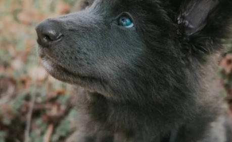 蓝湾牧羊犬哪里可以买到