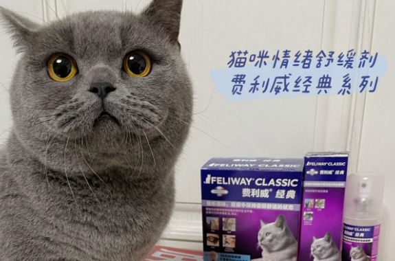 带猫回家怕应激,用了费利威在车缝里也能睡 带猫回家怕应激,用了费利威在车缝里也能睡