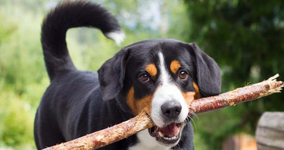 认识你最爱的宠物（ 阿彭策尔山地犬）
