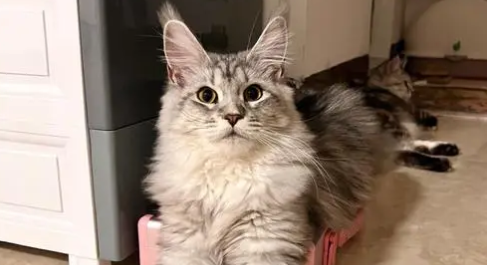 缅因猫能长多大