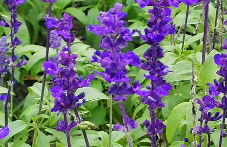 蓝花鼠尾草图片大全大图 蓝花鼠尾草图片大全大图