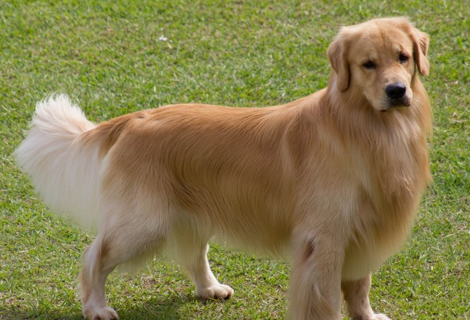 挑选黄金猎犬及饲养的几大注意点 挑选黄金猎犬及饲养的几大注意点