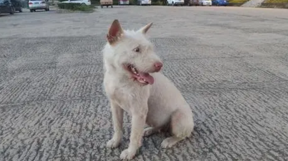 下司犬的几大不足，网友：即便我想要养也不敢养呀