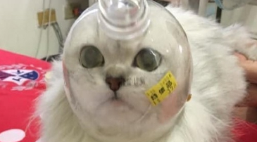 猫咪剪指甲总是不配合,于是罩住它的小脑袋后,猫:我被封印了吗 猫咪剪指甲总是不配合,于是罩住它的小脑袋后,猫:我被封印了吗
