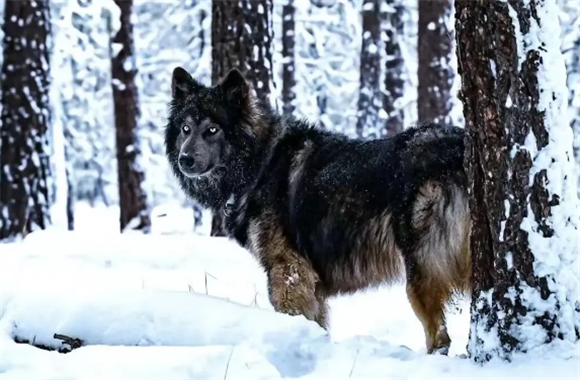 犬界“男神”第二弹——蓝湾牧羊犬 犬界“男神”第二弹——蓝湾牧羊犬