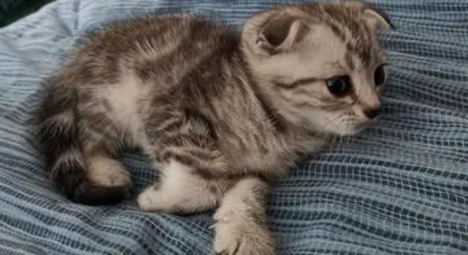 种猫是什么意思 种猫是什么意思