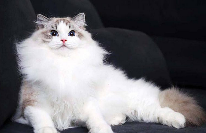 普通的布偶猫幼猫多少钱左右