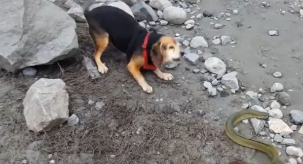 狗狗一口咬住电鳗,下一秒千万憋住别笑,镜头拍下全过程 狗狗一口咬住电鳗,下一秒千万憋住别笑,镜头拍下全过程