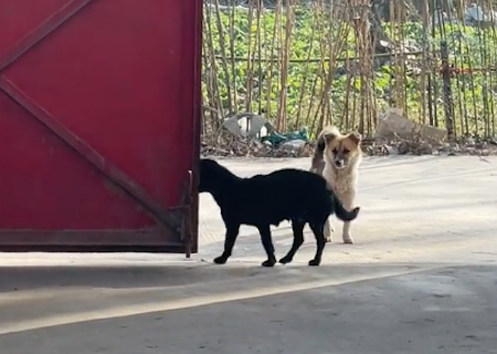 两只狗来家里找自家狗玩,得知没在家后默默离开,好像小时候的我 两只狗来家里找自家狗玩,得知没在家后默默离开,好像小时候的我