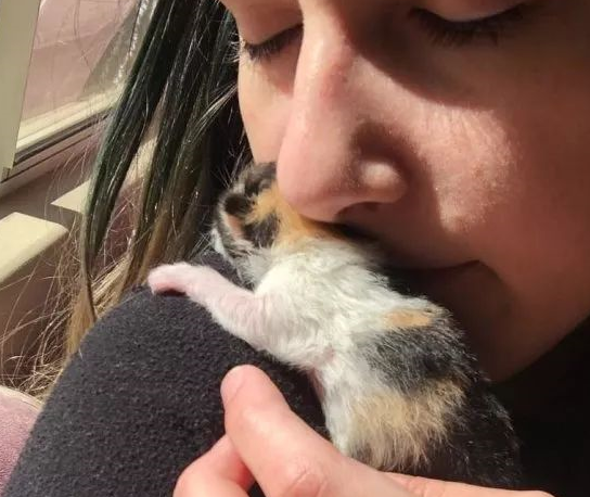 两只小奶猫出生后没多久就被猫妈妈遗弃…… 两只小奶猫出生后没多久就被猫妈妈遗弃……