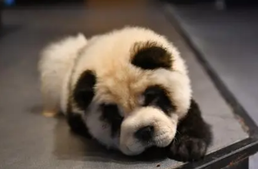 成都咖啡馆将松狮犬染成“熊猫色” 网友：想过狗狗的感受吗_宠界新闻