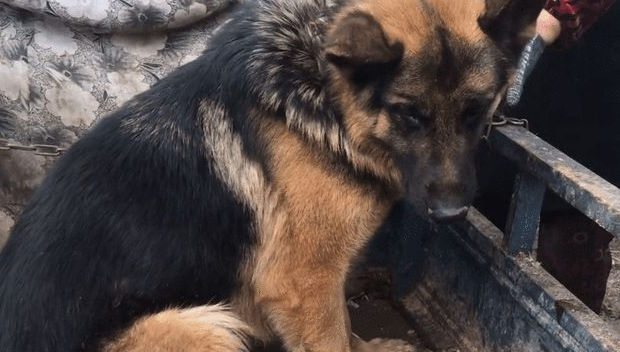 河南：大娘不喂羊，就把德牧拿到狗市卖，狗狗知道将被卖很是伤心