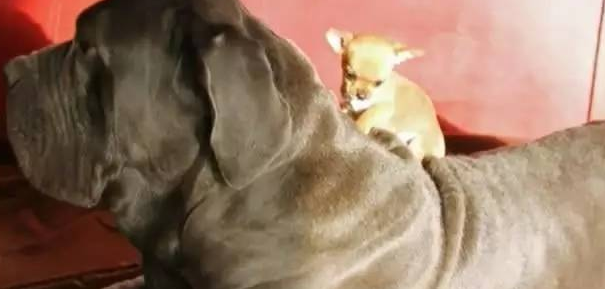 最萌身高差的好朋友：一只吉娃娃收获了一只獒犬的友谊