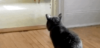 猫咪拉完屎之后!网友看完表示:是我家猫咪没错了 猫咪拉完屎之后!网友看完表示:是我家猫咪没错了