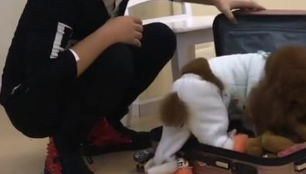 主人收拾行李要出差,小泰迪急忙钻进行李箱:不能把我落下 主人收拾行李要出差,小泰迪急忙钻进行李箱:不能把我落下