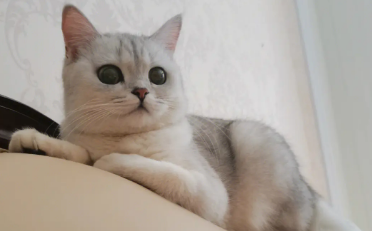 蓝猫跟银渐层配出来是什么