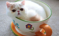 茶杯猫饮食注意什么？茶杯猫饮食注意事项