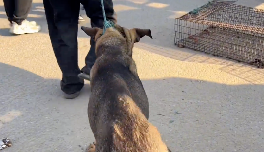 从笼里逃出的看家犬,尽管百般不情愿,但还是被主人亲自送上了狗肉车 从笼里逃出的看家犬,尽管百般不情愿,但还是被主人亲自送上了狗肉车