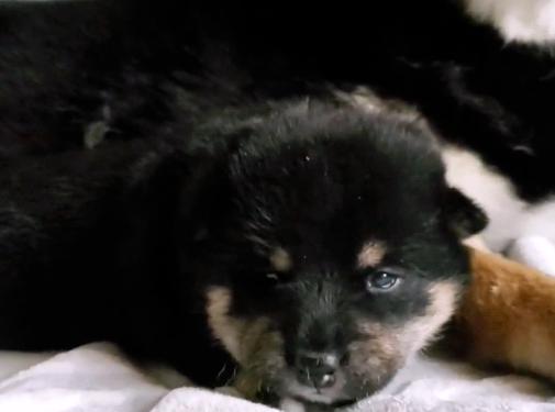 柴犬紧抱“独生子”,拒绝主人拿走,狗:就一只,留下吧 柴犬紧抱“独生子”,拒绝主人拿走,狗:就一只,留下吧