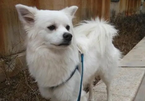银狐犬串土狗图片