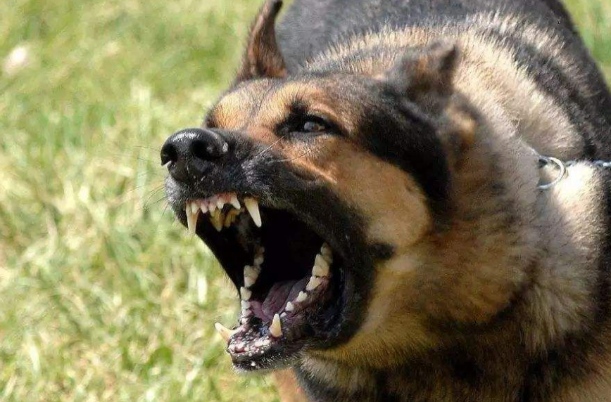 中国已经没有狂犬病了
