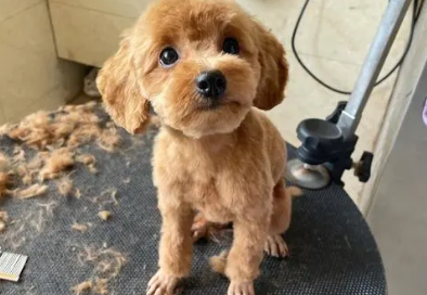 泰迪狗需要剃胎毛吗