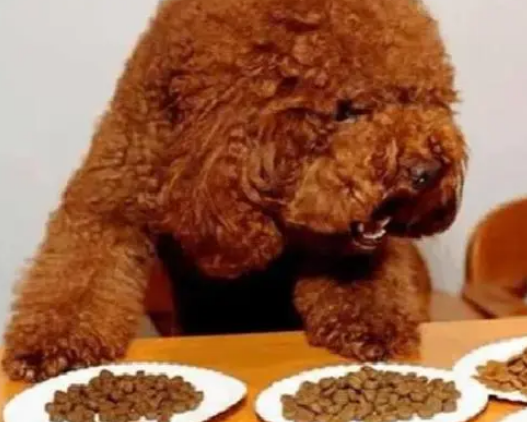 泰迪多大算成犬