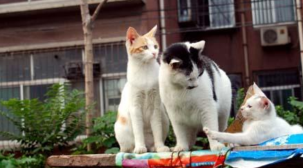 奶奶收养20多只流浪猫,自从来了一位不速之客后,小猫接连失踪 奶奶收养20多只流浪猫,自从来了一位不速之客后,小猫接连失踪