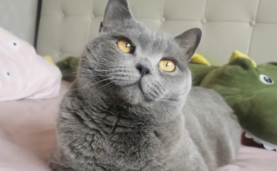 蓝色的猫是什么品种