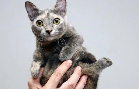 侏儒猫咪有哪些品种 侏儒猫咪有哪些品种