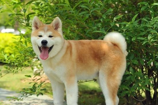 秋田犬的价格多少钱一只